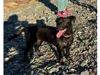 Adopt BONYA a Labrador Retriever