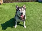 Adopt HAVEN a Siberian Husky