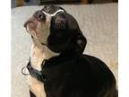 Adopt Athena a American Staffordshire Terrier