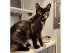 Adopt Margot a Domestic Short Hair