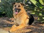 Adopt CASSEY a German Shepherd Dog