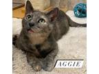 Adopt Aggie a Domestic Short Hair