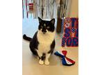 Adopt Eggnog a Domestic Short Hair