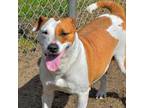 Adopt PUMPKIN a Beagle, Mixed Breed