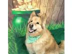 Adopt Nala a Chow Chow, Golden Retriever