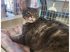 Adopt Dottie Minerva a Domestic Short Hair