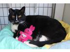 Adopt Bobby a Domestic Shorthair / Mixed (short coat) cat in St.