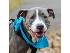 Adopt Chavonne a Pit Bull Terrier