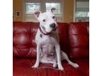Adopt Allie-Oop a Mixed Breed