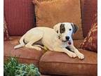 Adopt Kitana a Pointer