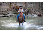 Family Friendly Well Broke Sorrel Gelding, Team Ropes Both Ends, Trail Rides