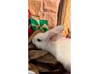 Adopt Freebird a Lionhead