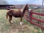 AQHA Filly Barrel Racing Prospect in Tennessee