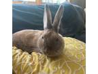 Adopt Brooklyn a American, Netherland Dwarf