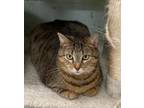 Adopt Merry a Domestic Short Hair