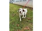 Adopt Melony a English Pointer, Mixed Breed