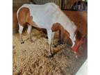 Adopt Nova a Quarterhorse