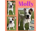 Adopt Molly a Boxer