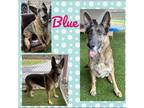 Adopt Blue a German Shepherd Dog