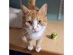 Adopt Macaroni a Tabby, Domestic Short Hair