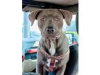 Adopt Calypso a American Bully, American Staffordshire Terrier