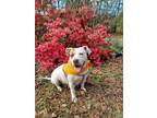 Adopt Mira a American Staffordshire Terrier, Mixed Breed