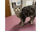 Adopt Raisin a Domestic Short Hair