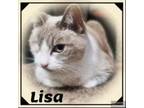Adopt LISA a Snowshoe, Tonkinese