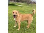 Adopt Dorothy- Golden Girl a Retriever, Black Mouth Cur