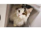 Adopt Whitney a Domestic Long Hair
