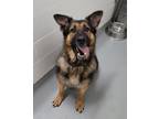 Adopt Raellynn a German Shepherd Dog