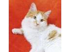 Adopt JuJu Kuwait - NO LONGER AVAILABLE a Turkish Van