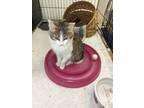 Adopt Mocha a Domestic Short Hair