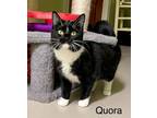 Adopt Quora a Domestic Short Hair