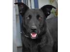 Adopt Amy March - Foster or Adopt Me! a Shepherd, Border Collie