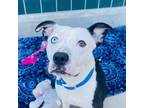 Adopt Dottie a Pit Bull Terrier