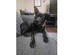 Adopt Rose a Black Labrador Retriever