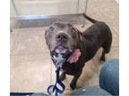 Adopt Sophie a Pit Bull Terrier