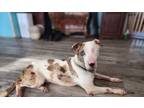 Adopt Deshka a Catahoula Leopard Dog, Pit Bull Terrier