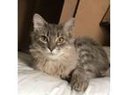 Adopt Kiki a Manx, Domestic Medium Hair