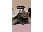 Adopt Hecate a Domestic Short Hair