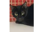 Adopt Egypt a American Shorthair