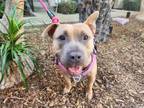 Adopt Supermodel, Ms. Piggy loves everyone!! a American Staffordshire Terrier