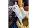 Adopt Angel a Exotic Shorthair