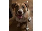 Adopt DIVA - ZIONSVILLE, IN a Mixed Breed