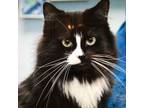 Adopt Stella a Domestic Medium Hair