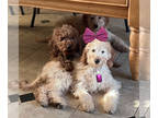 Labradoodle PUPPY FOR SALE ADN-721245 - Labredoodle F2B
