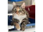 Adopt Breal a Torbie