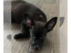 Labrador Retriever Mix DOG FOR ADOPTION RGADN-1104036 - Parker - Labrador