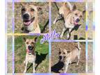 Dutch Shepherd -German Shepherd Dog Mix DOG FOR ADOPTION RGADN-1168899 - Molly -